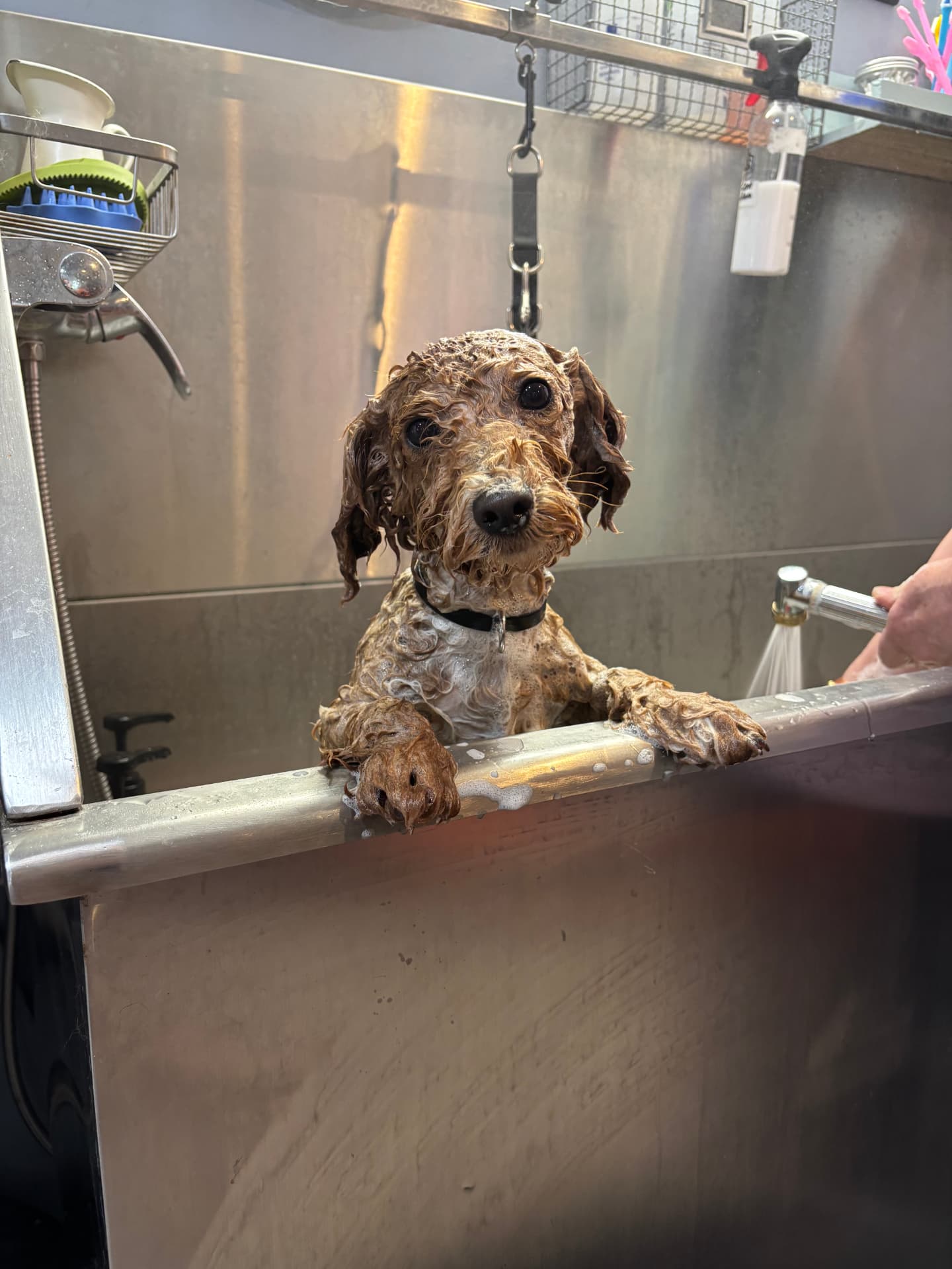 Curly-haired pup enjoying bath time at Ketsie's