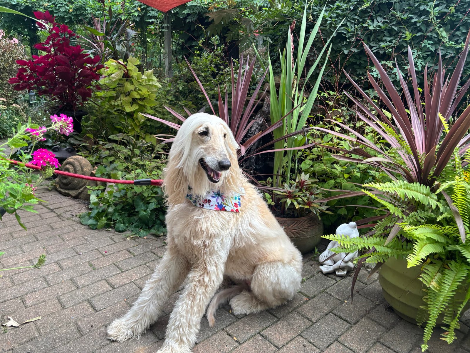 Nine-year-old Afghan Hound wearing a handmade floral bandana in the studio's garden by the koi pond