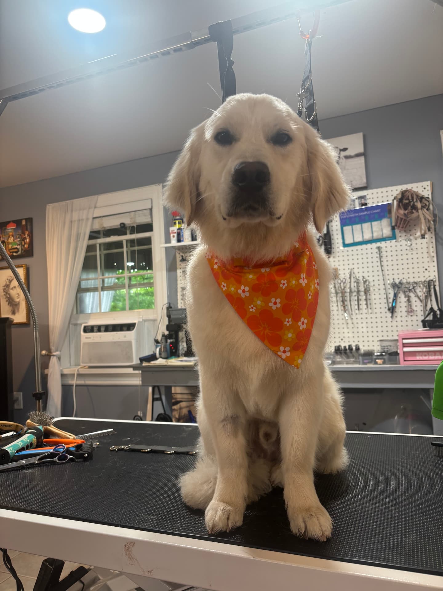 Golden retriever puppy freshly groomed in an orange floral bandana