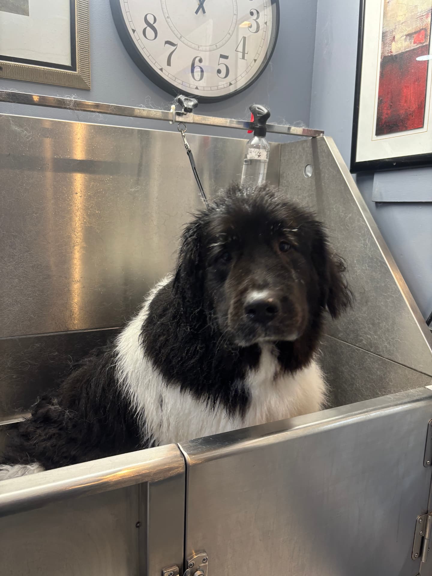 Large black-and-white dog relaxing during bath time