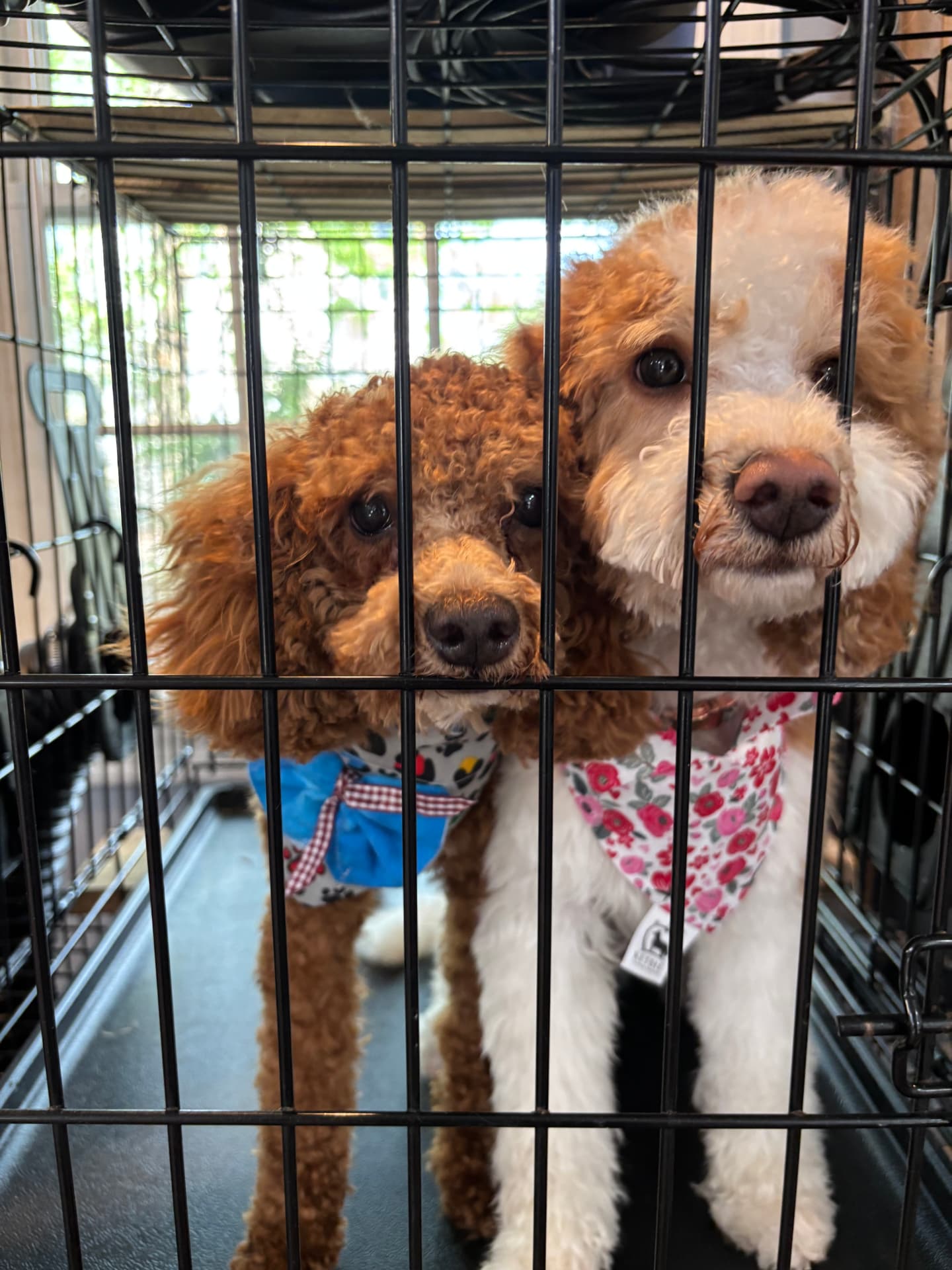 Two freshly groomed best friends wearing colorful bandanas