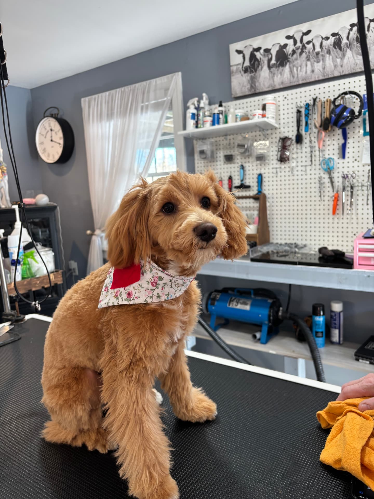 Smiling freshly groomed dog wearing a floral bandana
