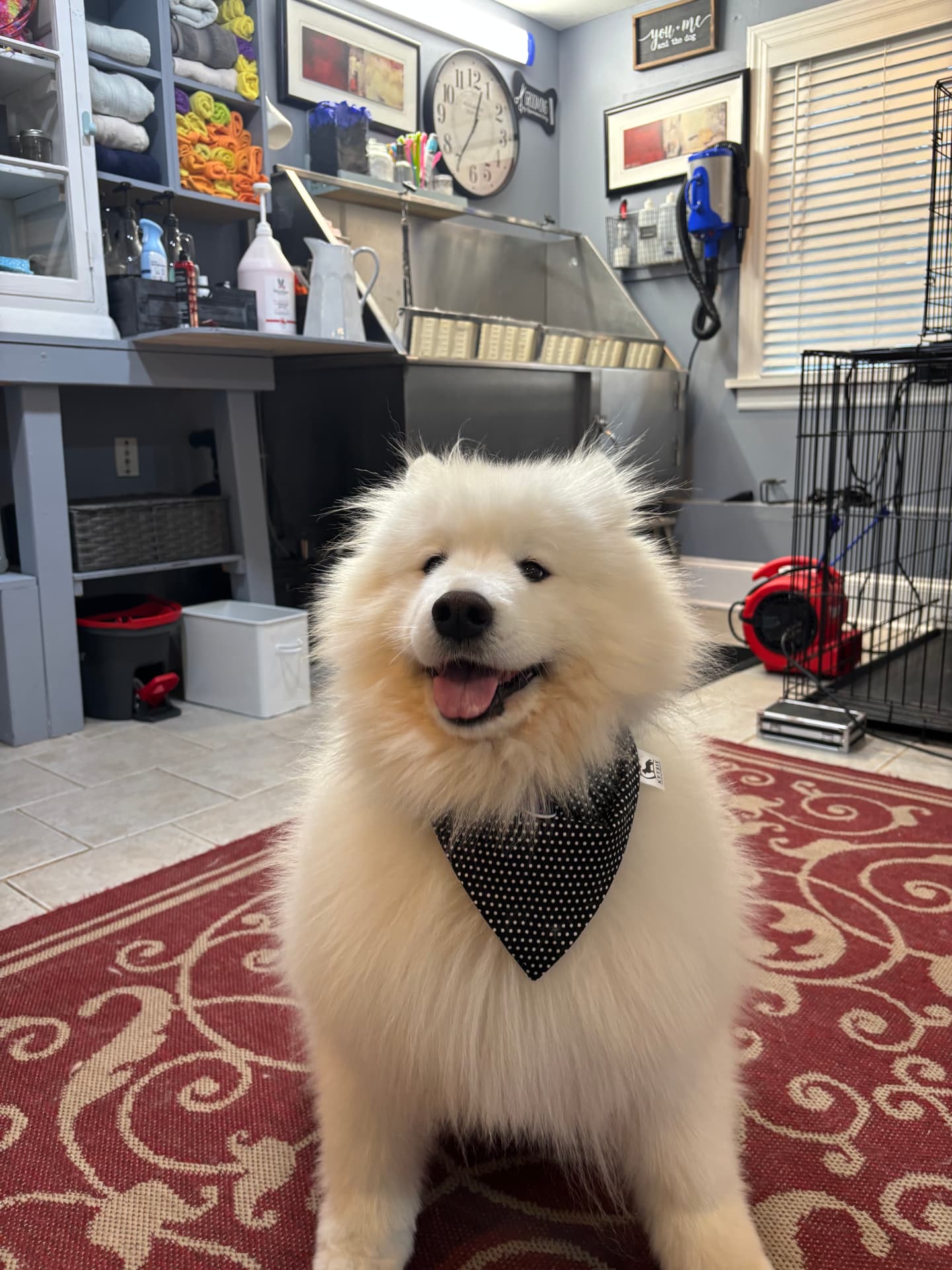 Happy fluffy white dog after grooming in a black polka-dot bandana