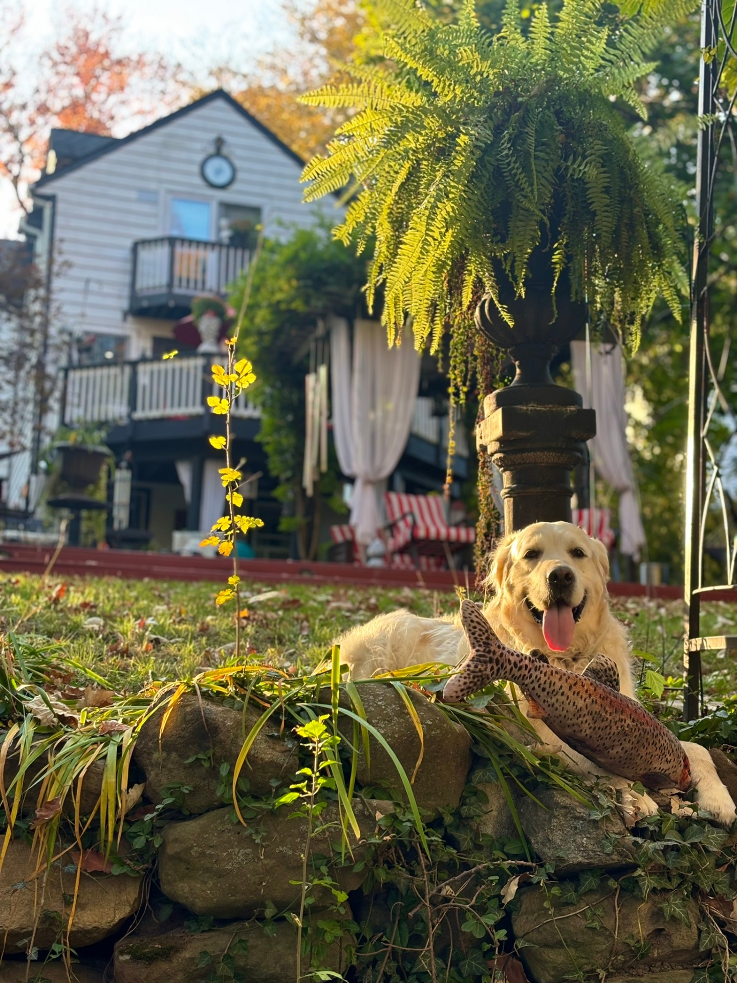 Golden retriever enjoying the lush, private backyard