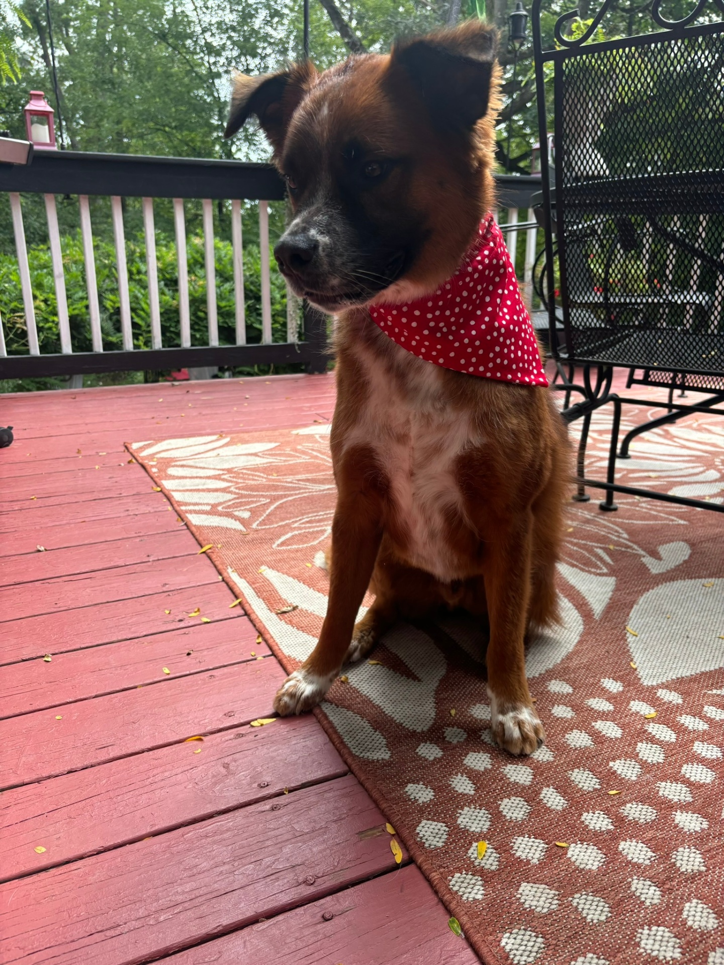 Freshly groomed pup wearing a handmade red polka-dot bandana on the deck