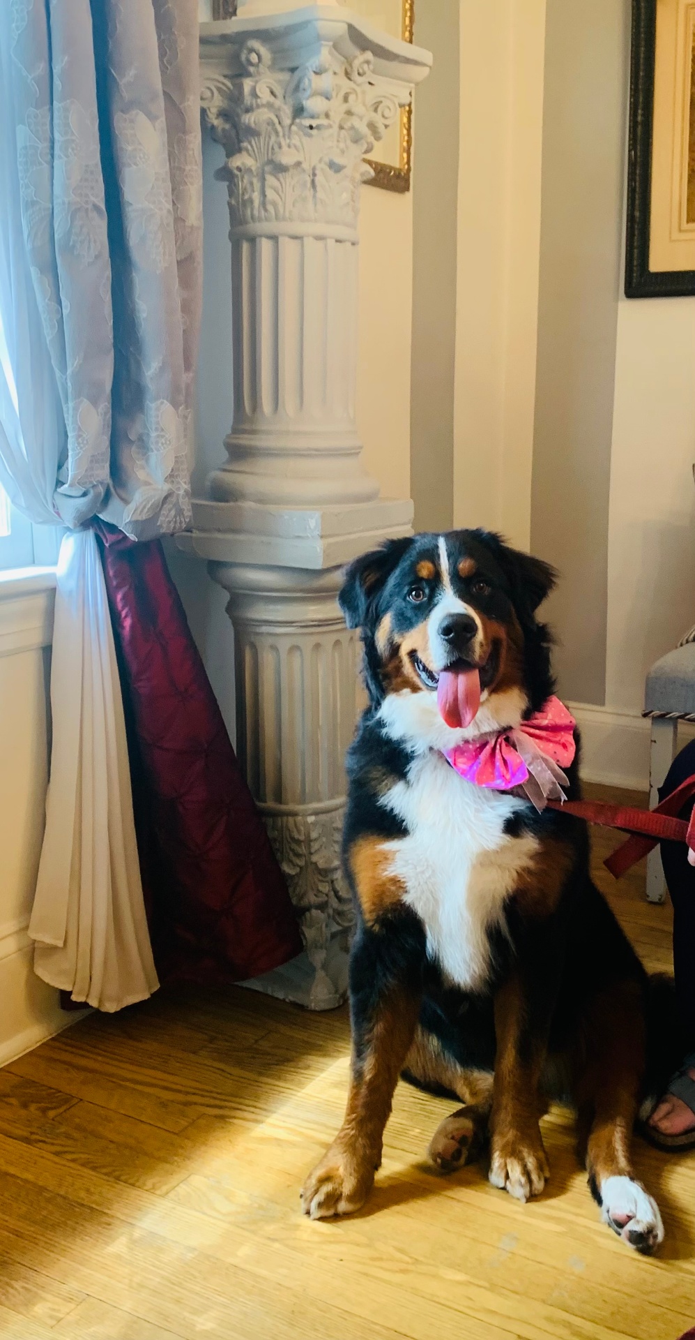 Bernese mountain dog dressed up with a handmade pink bow