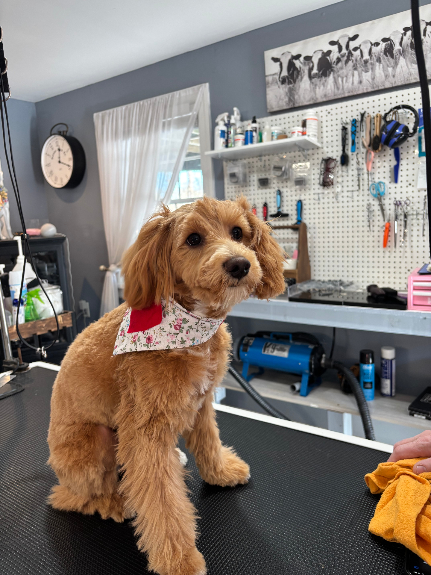 Cavapoo posing on the grooming table with a handmade floral bandana