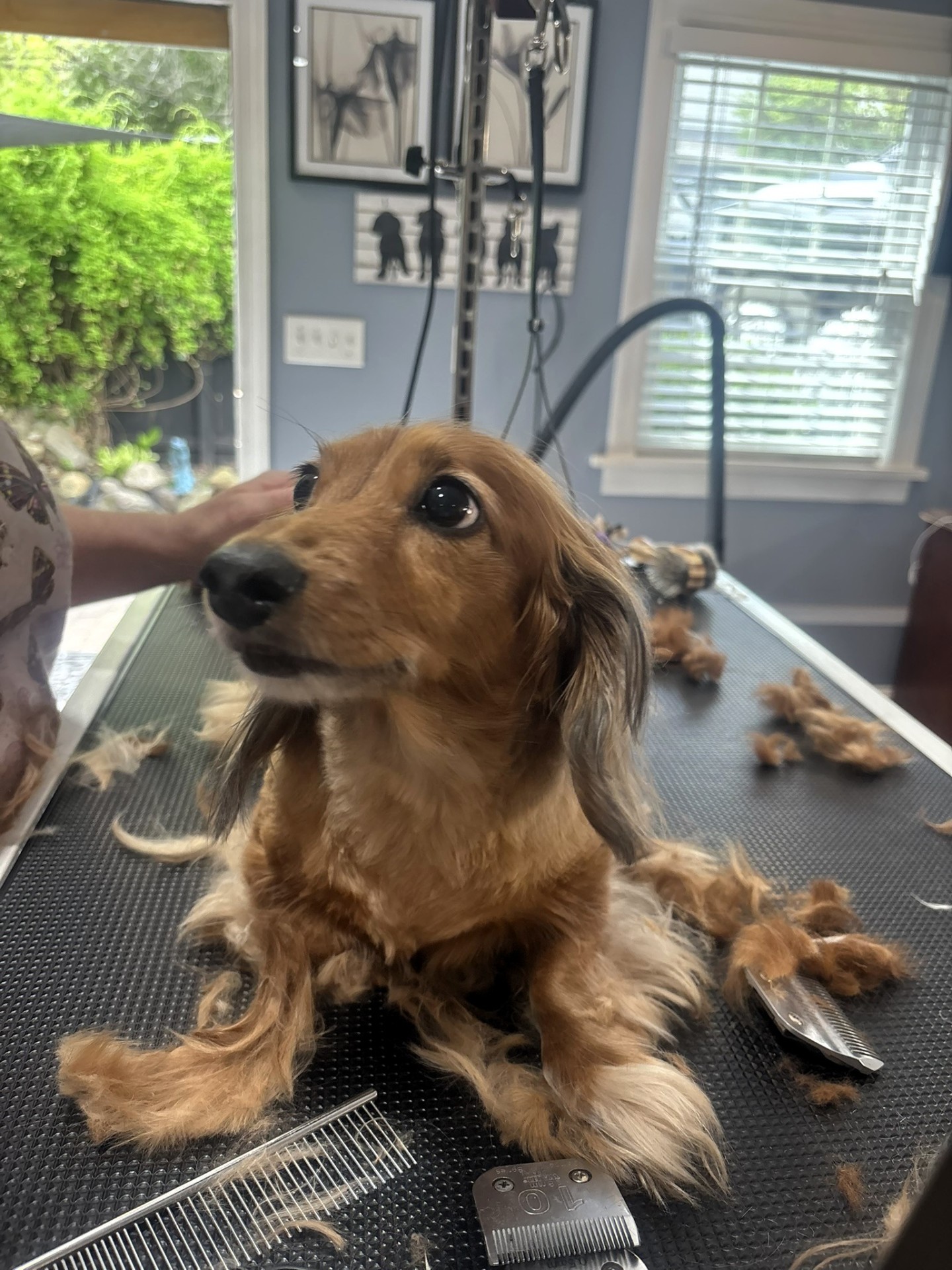 Long-haired dachshund freshly groomed