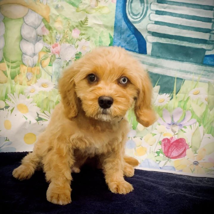Cavapoo puppy after a gentle first haircut at Ketsie's